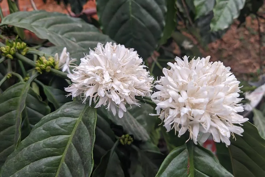 Silver Oak By Exuberance Stays Wayanad